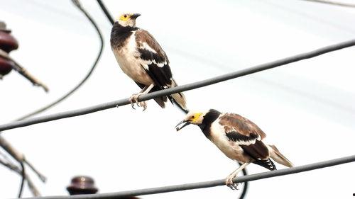 娱乐吃瓜小八哥是谁啊视频,网络红人的崛起之路